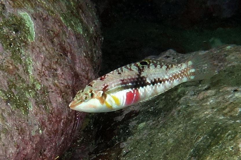 Nebulous Picture Wrasse - Violet Aquarium