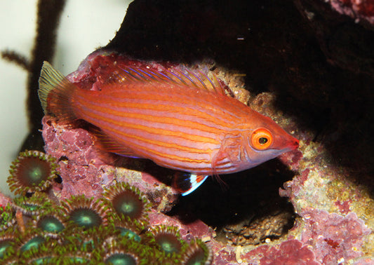 Pink-Streaked Wrasse Size: SHOW 3" or Above