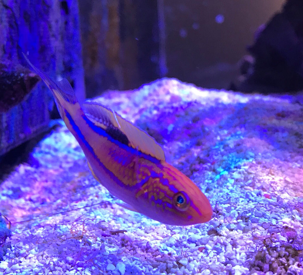 Splendid Pintail Fairy Wrasse - Violet Sea Fish and Coral