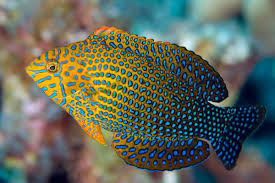 Potter's Leopard Wrasse - Violet Aquarium