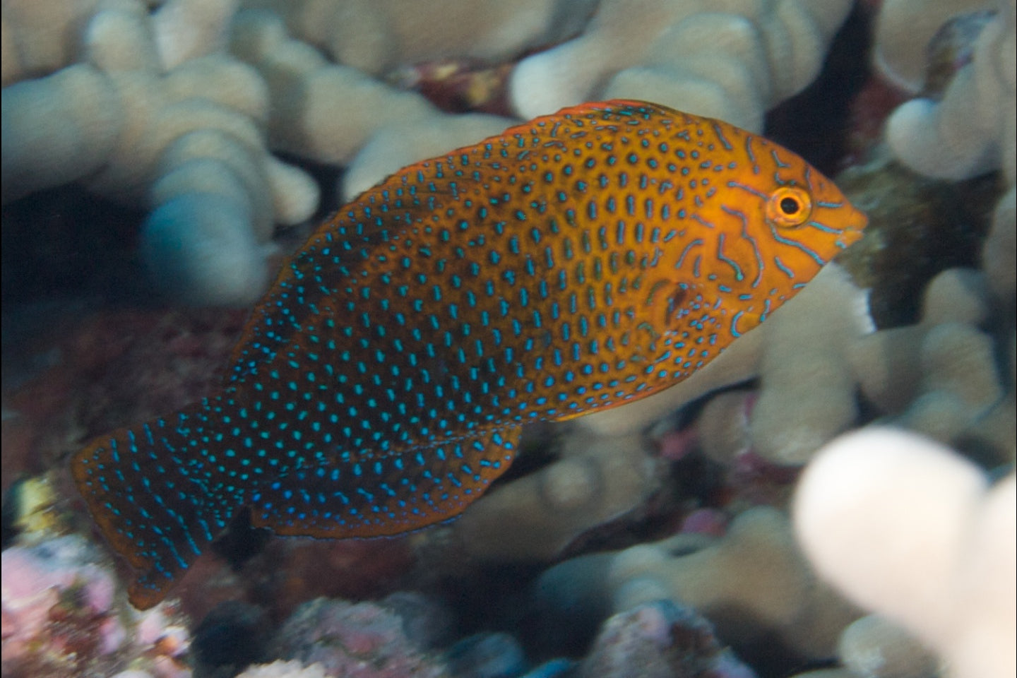 Potter's Leopard Wrasse - Violet Aquarium