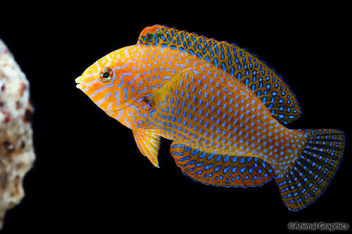 Potter's Leopard Wrasse - Violet Aquarium