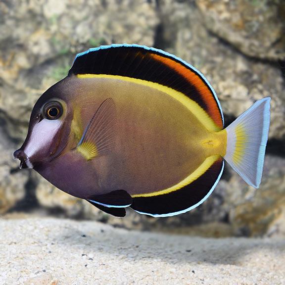 Powder Brown Tang Size: M 3" to 4"