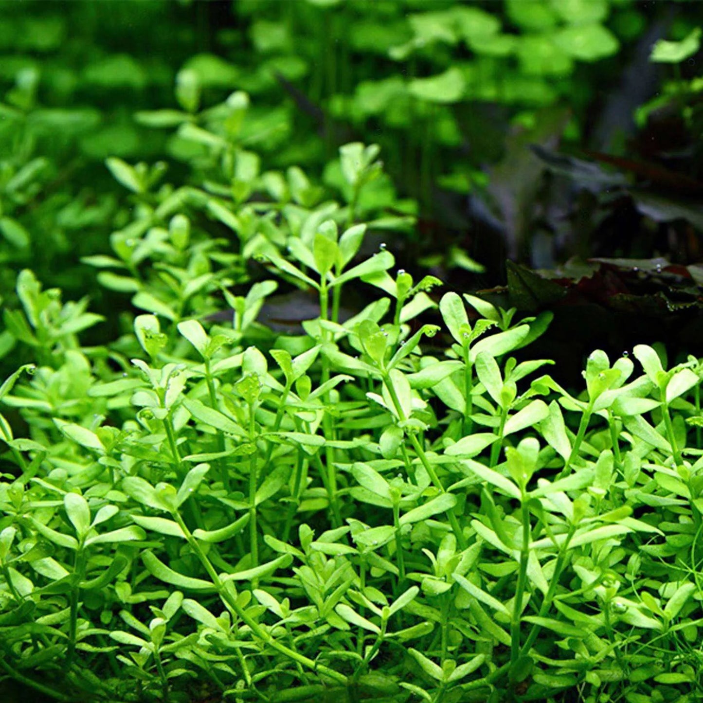 Moneywort / Bacopa Monnieri