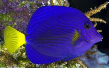 Purple Tang Size: S 2" to 3"