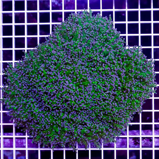 Neon Aussie Purple Tip Frogspawn WYIWYG NAPT092501