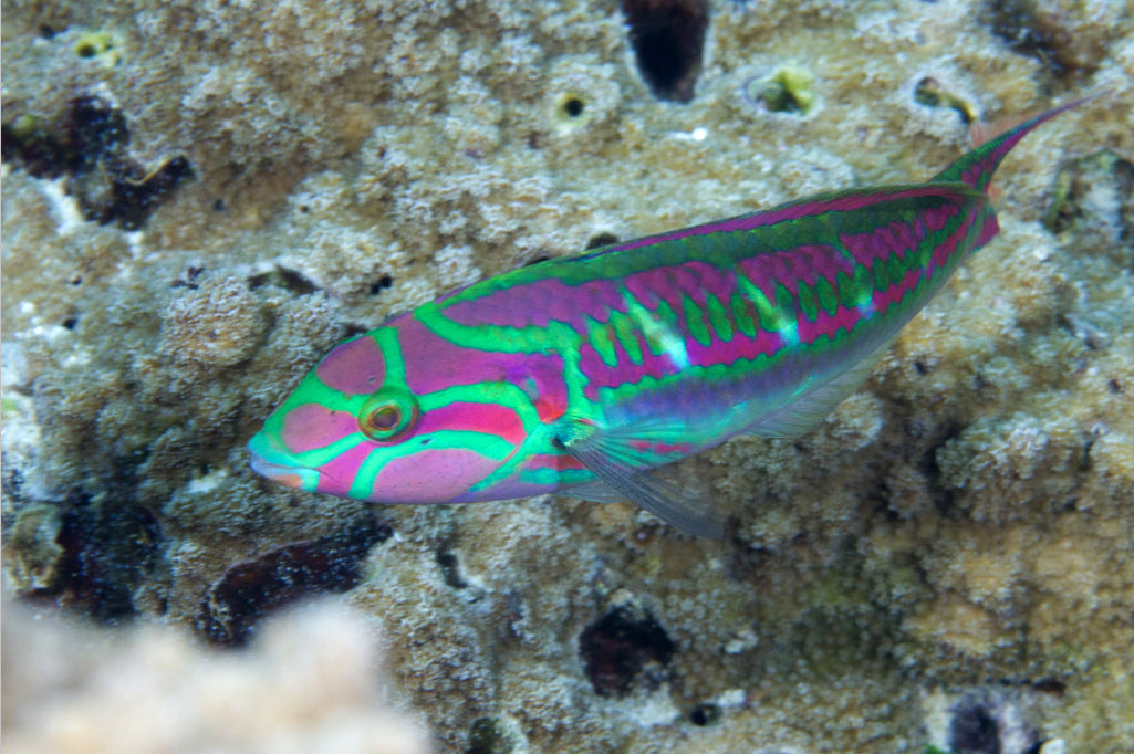 Rainbow Wrasse - Violet Sea Fish and Coral