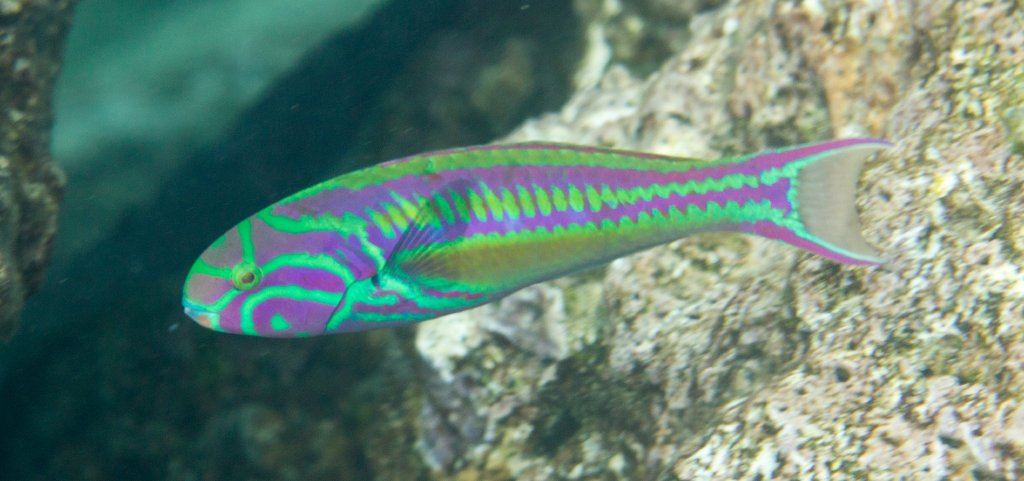 Rainbow Wrasse - Violet Sea Fish and Coral