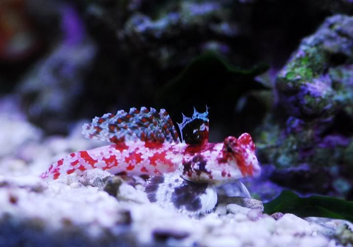 Red Scooter Dragonet - Violet Aquarium