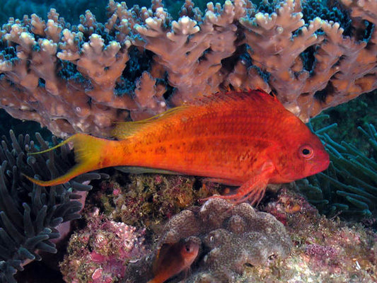 Swallowtail Hawkfish - Violet Sea Fish and Coral