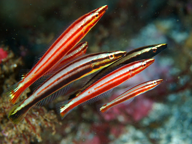 Cigar Wrasse Size: M 1.5" to 2"