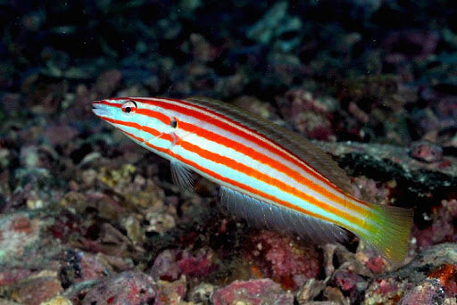 Cigar Wrasse Size: M 1.5" to 2"