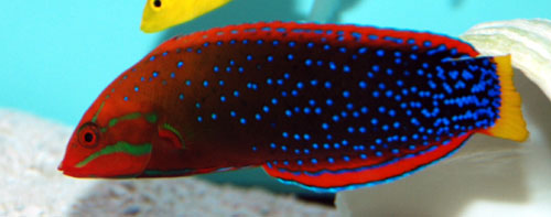 Red Coris Clown Wrasse Adult Size: XL 6" to 7 "