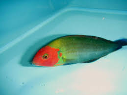 Red Face Fairy Wrasse Size: XL 1.75" to 2"