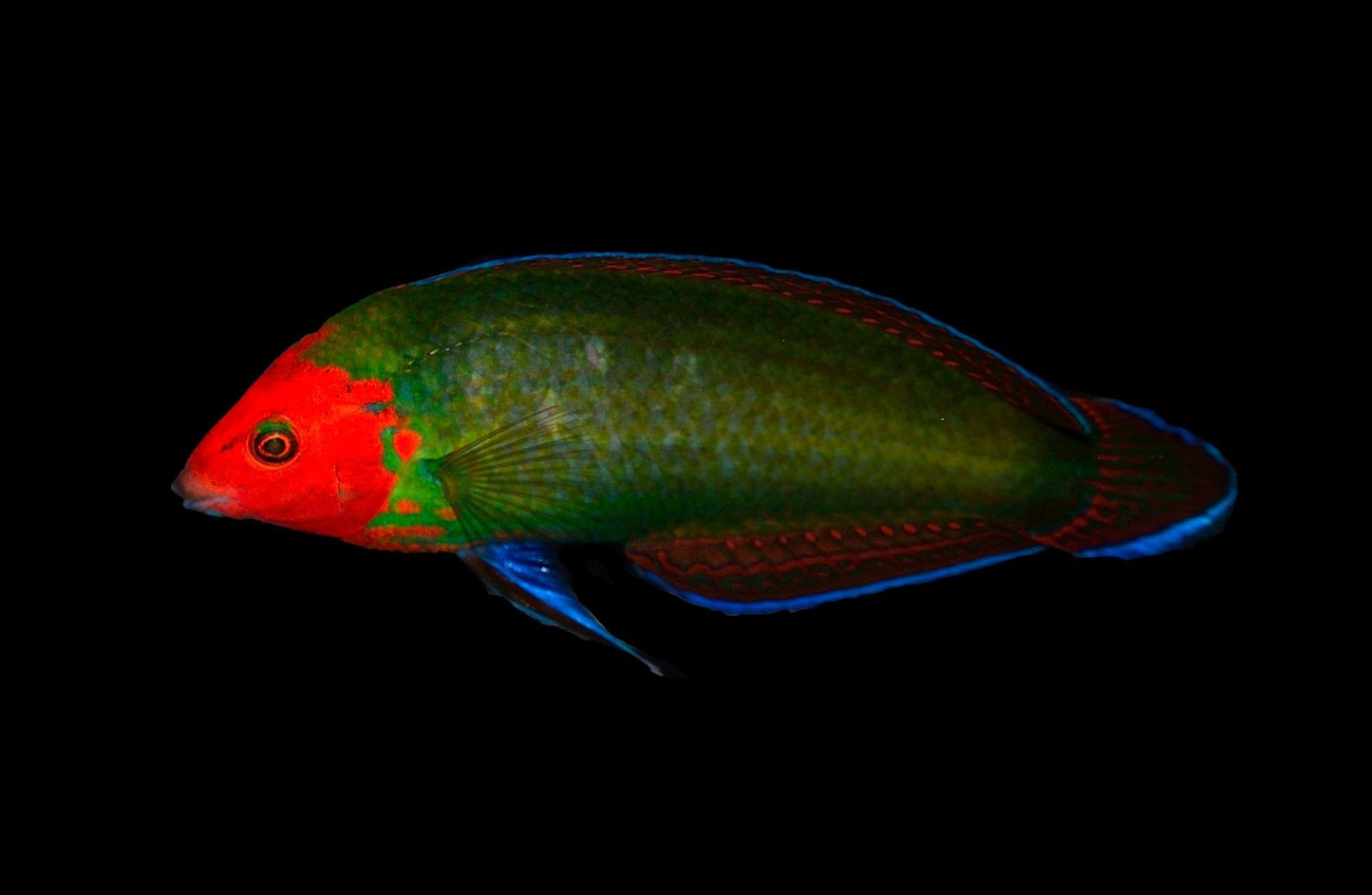 Red Face Fairy Wrasse Size: XL 1.75" to 2"