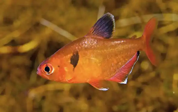 Red Serpae Tetra