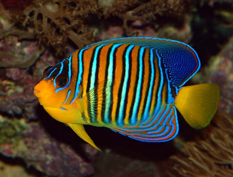 Yellow Belly Regal Angelfish - Violet Sea Fish and Coral