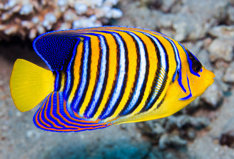 Yellow Belly Regal Angelfish - Violet Aquarium