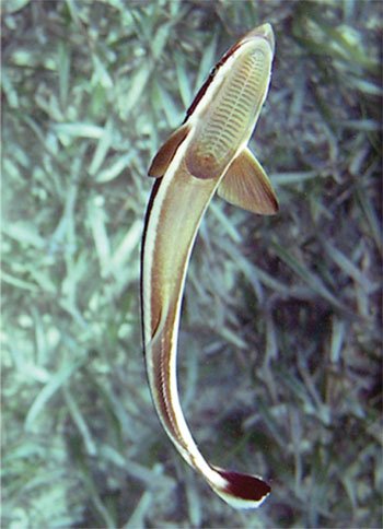 Remora Sucker Fish Size: Show 14" and Above