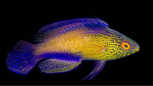 Rhomboid Wrasse(Female) Size: Tiny 1" or Below