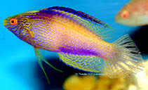 Rhomboid Wrasse(Female) Size: Tiny 1" or Below