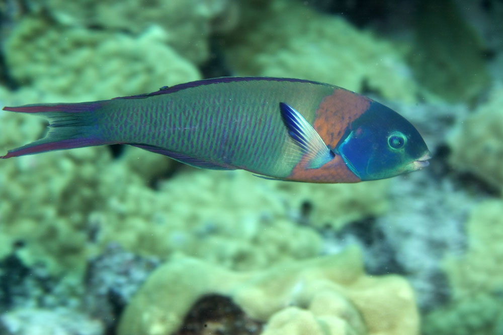 Saddle Wrasse - Violet Aquarium