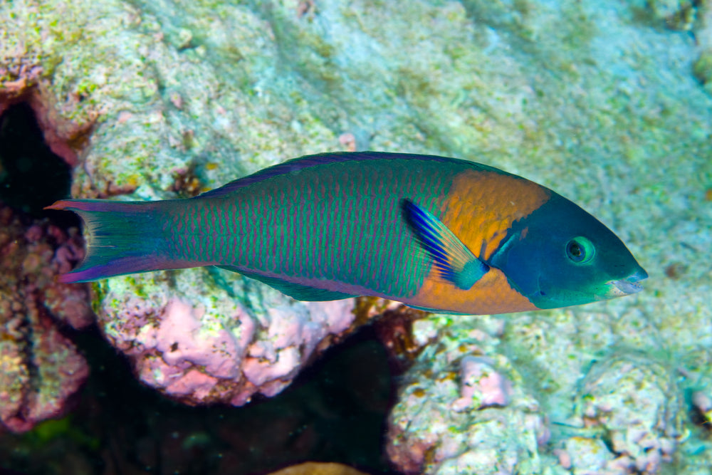 Saddle Wrasse - Violet Aquarium