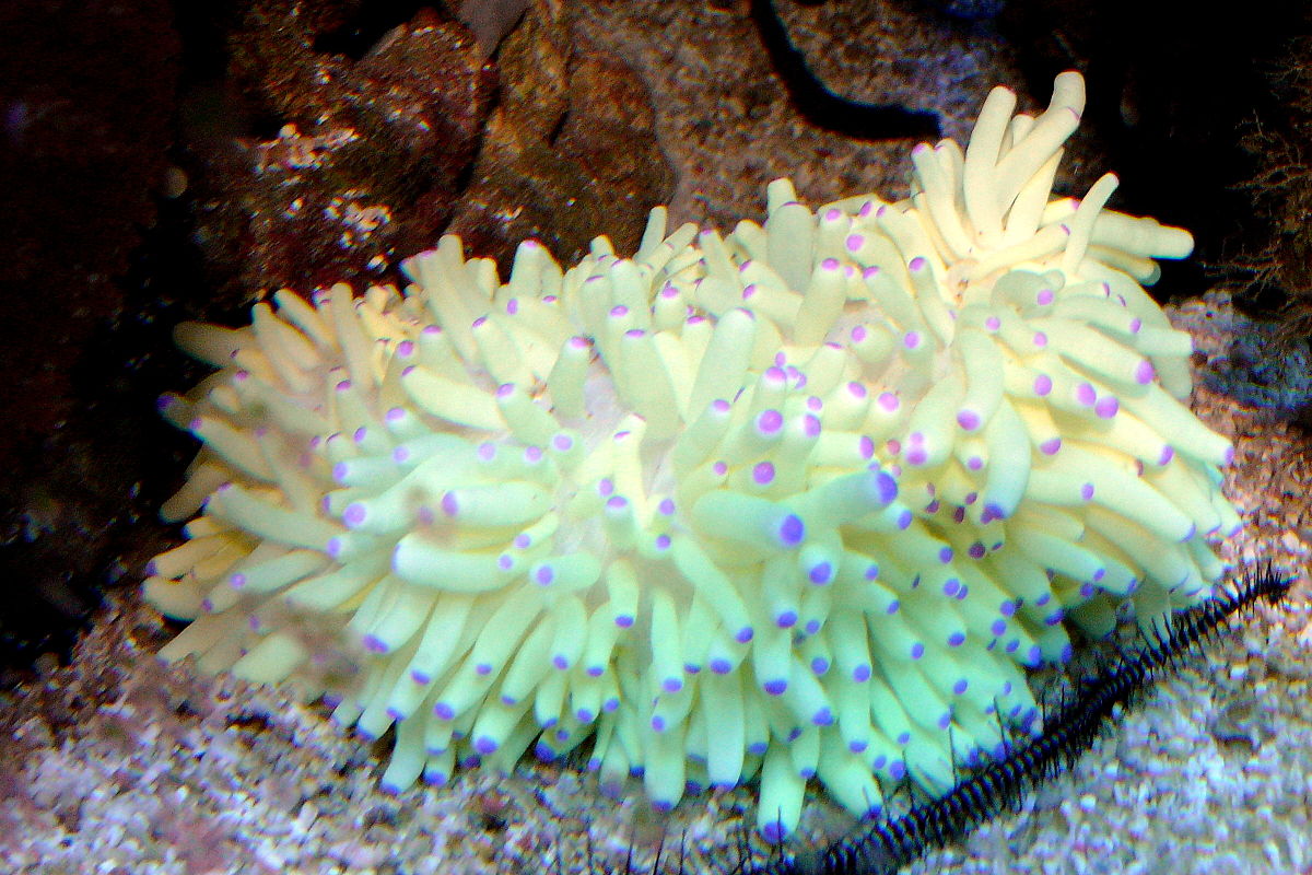 Sebae Anemone - Violet Sea Fish and Coral