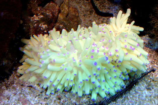 Sebae Anemone - Violet Sea Fish and Coral