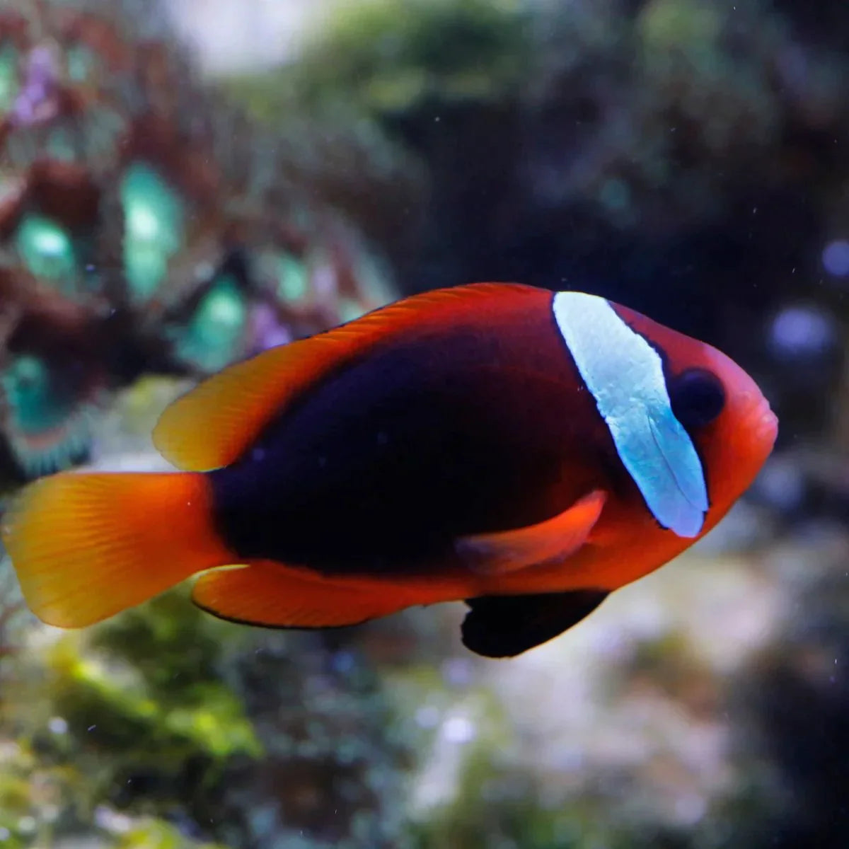 Cinnamon Clownfish Size: L 2.5" to 3"