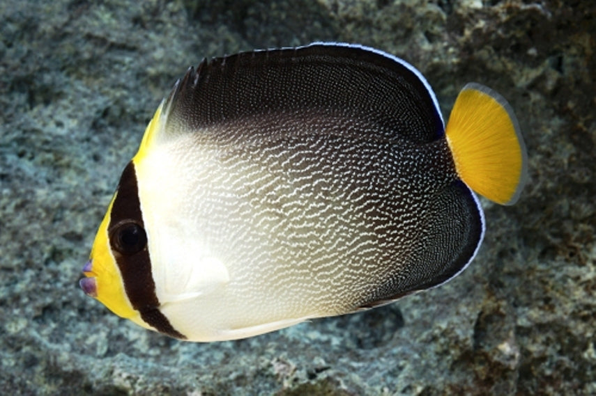 Singapore Angelfish - Violet Sea Fish and Coral