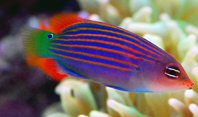 Six Line Wrasse - Violet Aquarium