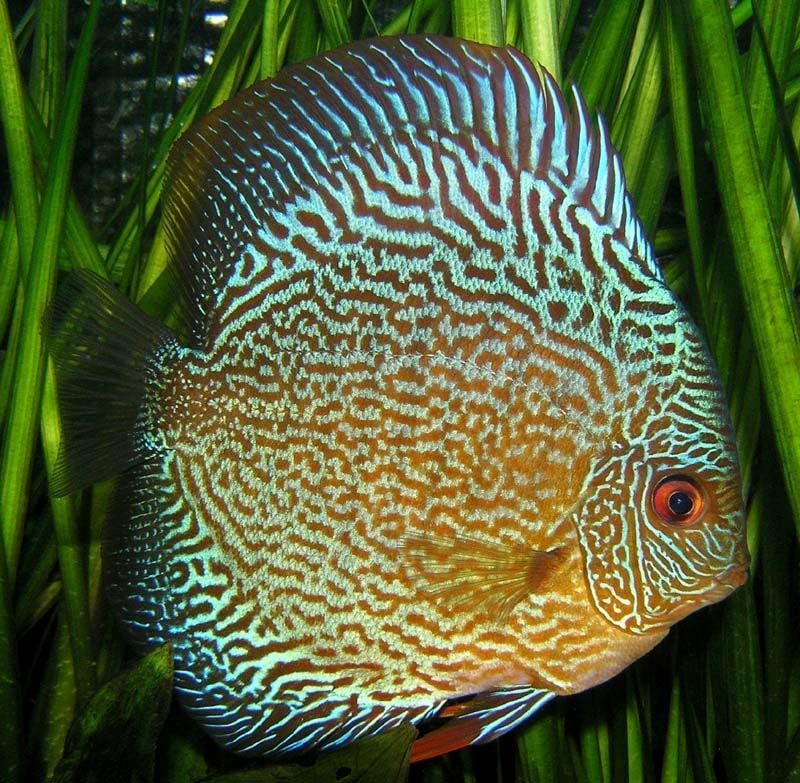 Discus Snake Skin Size: 4" to 5"