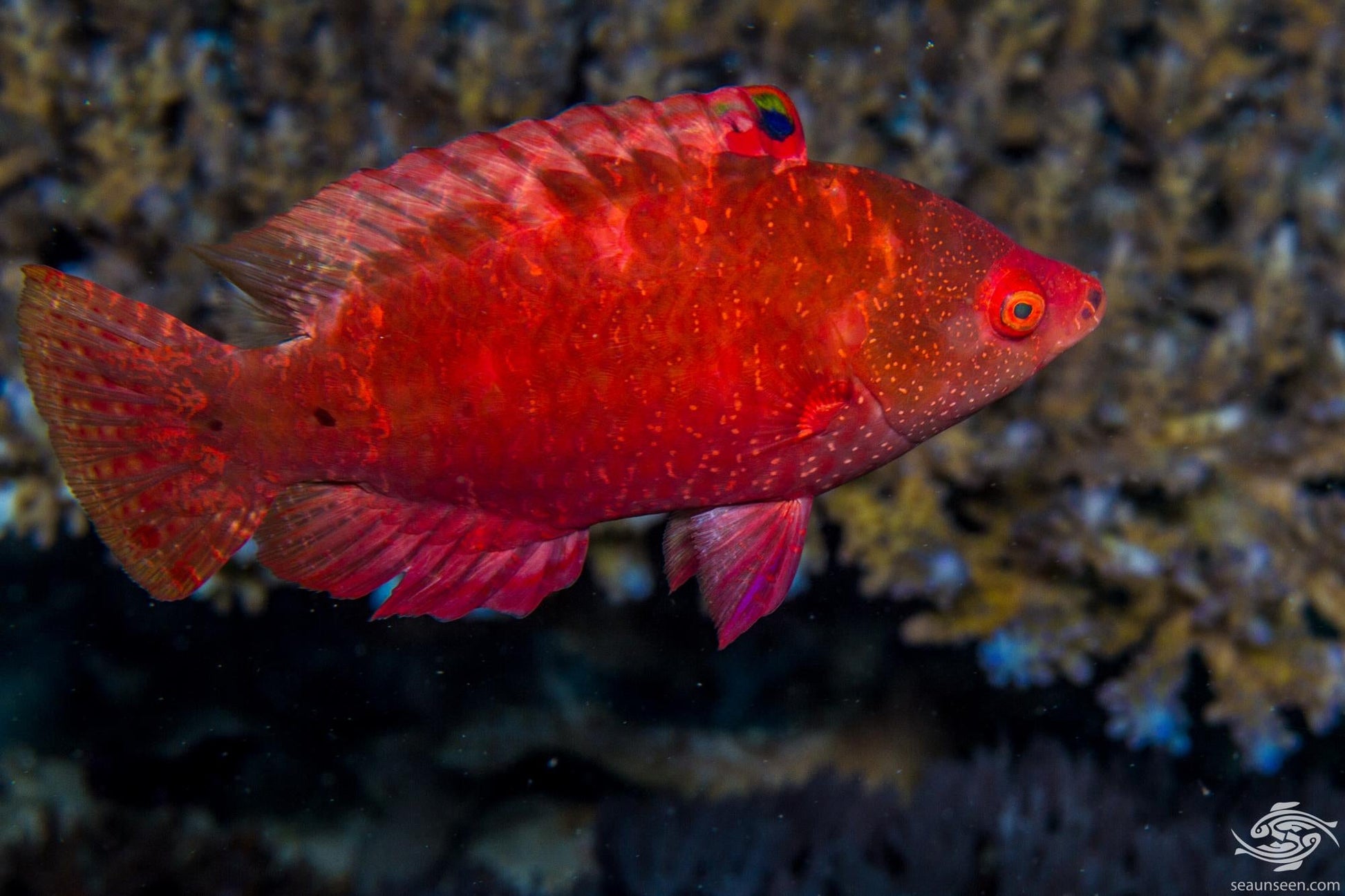 Snooty Wrasse - Violet Sea Fish and Coral