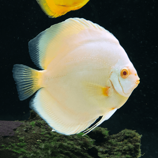 Discus Snow White (Maldives) Size: L 3" to 4"