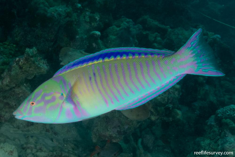 Red Ring Wrasse Size: L 4" to 5" Juv Solomon Islands