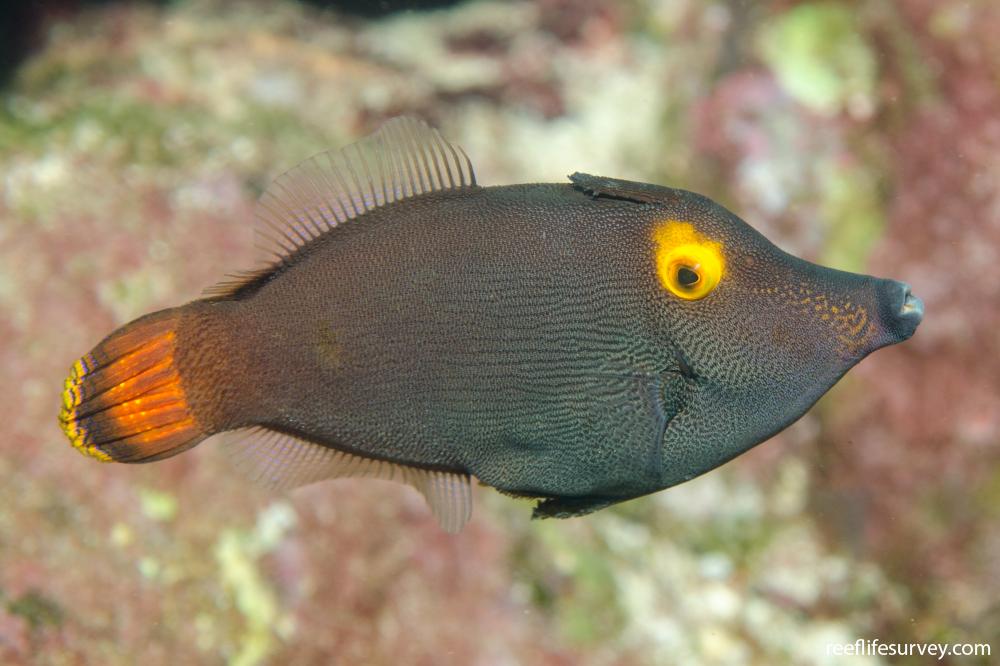 Rare Orange Eye Filefish (Tonga Special Grade) Size: ML 2.5" to 3"