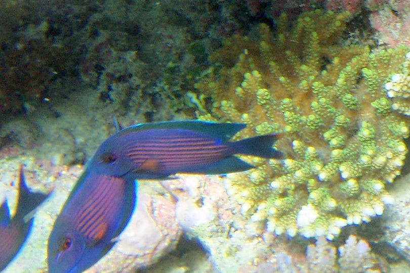 Orange Stripe Tang Size: SHOW 8" and Above
