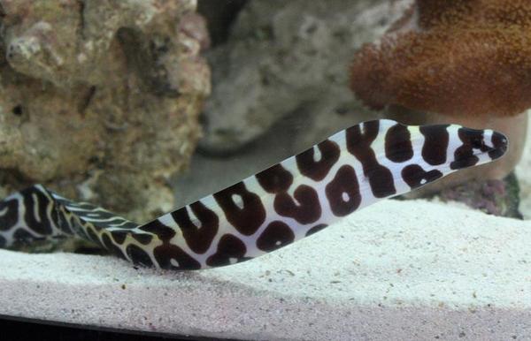 Tessellata Eel - Violet Aquarium