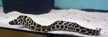 Tessellata Eel - Violet Aquarium