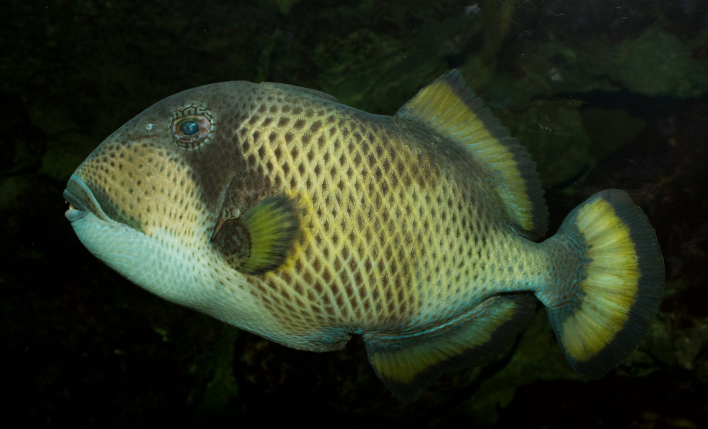 Titan Triggerfish - Violet Sea Fish and Coral