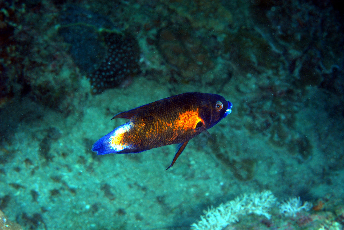 Australian Tubelip Wrasse Size: L 2" to 2.5"