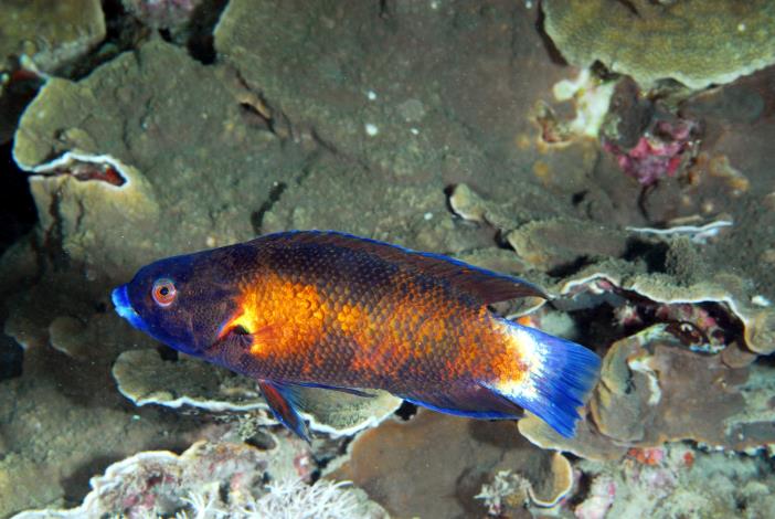 Australian Tubelip Wrasse Size: L 2" to 2.5"