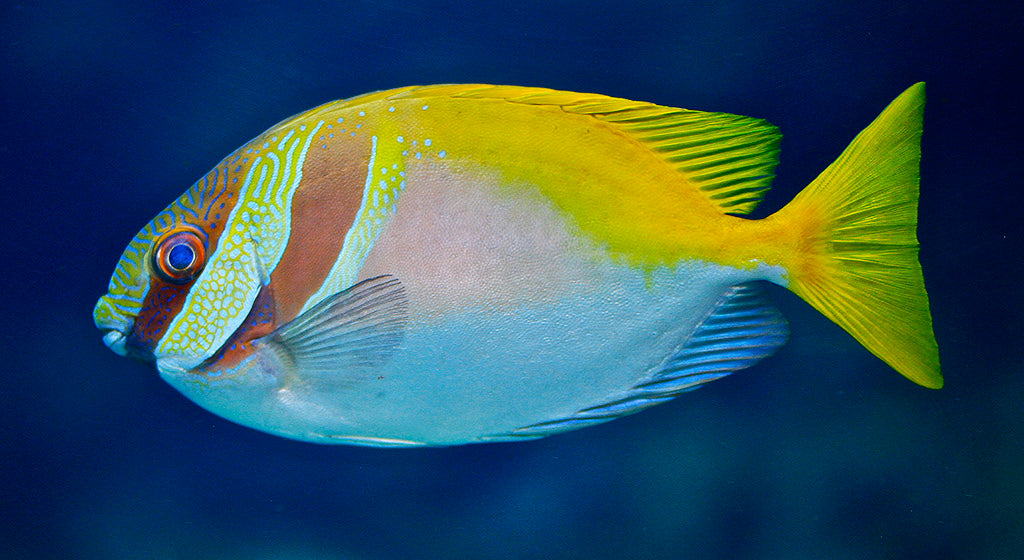 Scribbled Rabbitfish - Violet Sea Fish and Coral