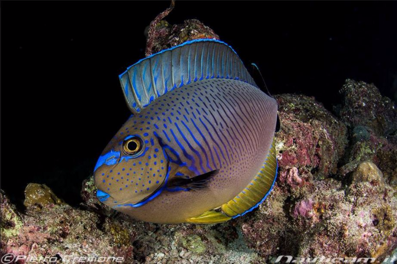 Vlamingi Unicorn Tang - Violet Aquarium