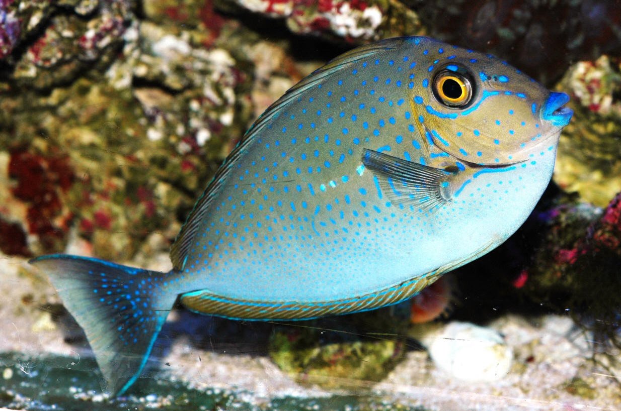 Vlamingi Unicorn Tang - Violet Aquarium