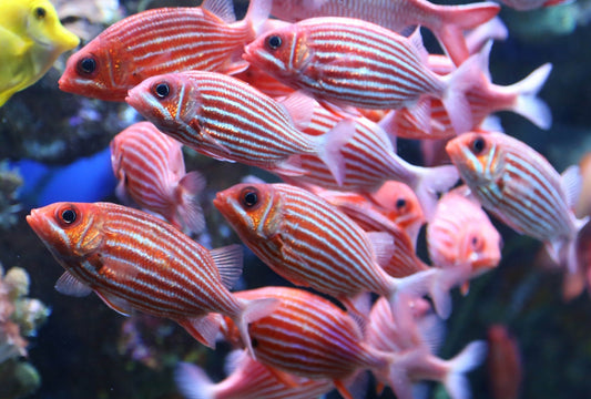 White Stripe Red Soldier Fish - Violet Aquarium