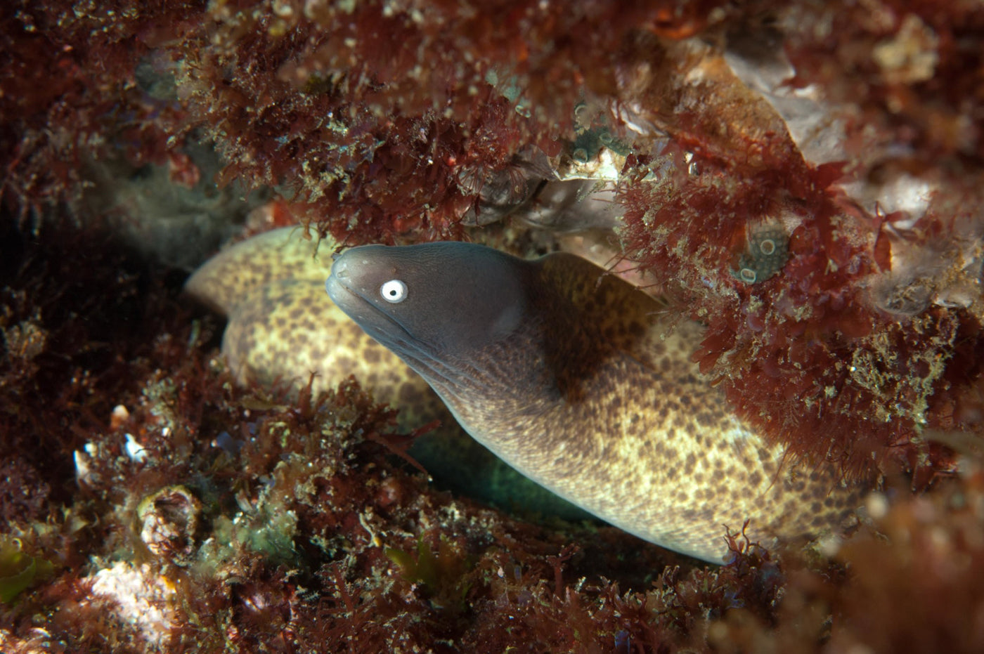 White Eye Moray Eel XL 16" to 20"