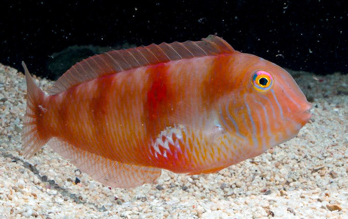 Halstead's Wrasse (Very Rare) - Violet Sea Fish and Coral