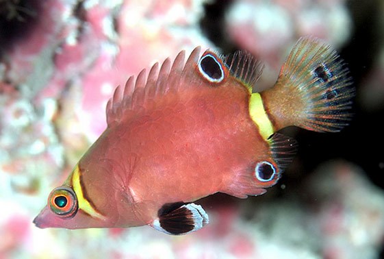 Yellow Banded Possum Wrasse - Violet Sea Fish and Coral